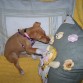 Jugando con su cojín.